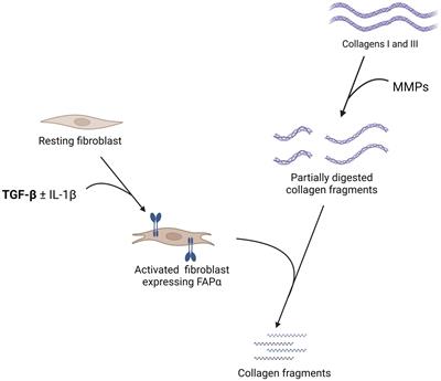 The fibroblast activation protein alpha as a biomarker of pulmonary fibrosis